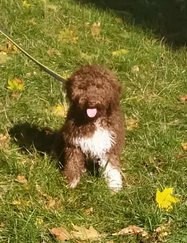Beník Nenička - Lagotto Romagnolo